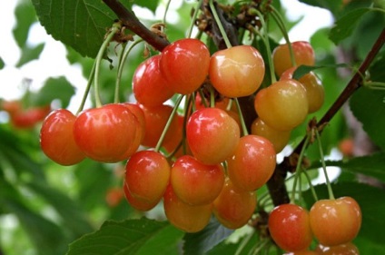 Cherry pentru regiunea Leningrad - o descriere a soiurilor, a caracteristicilor de plantare și de îngrijire, video