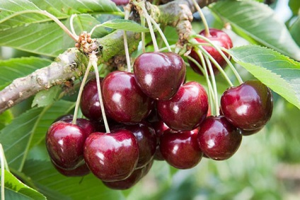 Cherry pentru regiunea Leningrad - o descriere a soiurilor, a caracteristicilor de plantare și de îngrijire, video