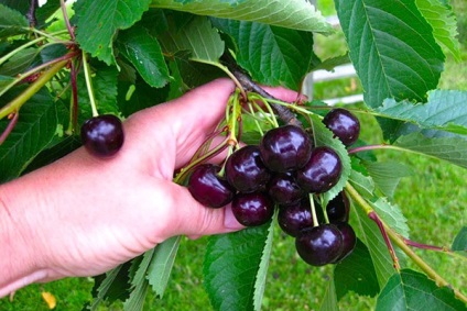 Cherry pentru regiunea Leningrad - o descriere a soiurilor, a caracteristicilor de plantare și de îngrijire, video