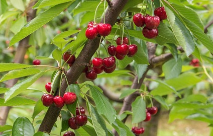 Cherry pentru regiunea Leningrad - o descriere a soiurilor, a caracteristicilor de plantare și de îngrijire, video