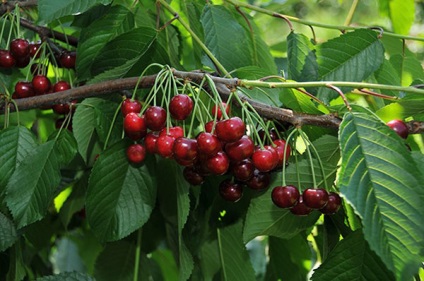 Cherry pentru regiunea Leningrad - o descriere a soiurilor, a caracteristicilor de plantare și de îngrijire, video