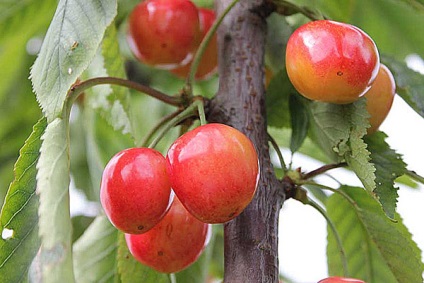 Cherry pentru regiunea Leningrad - o descriere a soiurilor, a caracteristicilor de plantare și de îngrijire, video