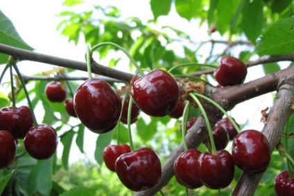 Cherry pentru regiunea Leningrad - o descriere a soiurilor, a caracteristicilor de plantare și de îngrijire, video