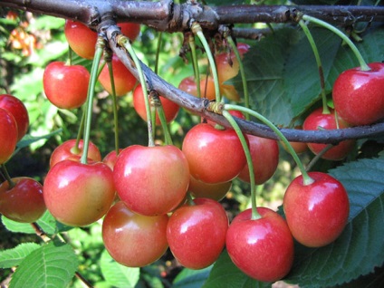 Cherry pentru regiunea Leningrad - o descriere a soiurilor, a caracteristicilor de plantare și de îngrijire, video