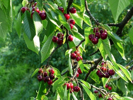 Cherry pentru regiunea Leningrad - o descriere a soiurilor, a caracteristicilor de plantare și de îngrijire, video