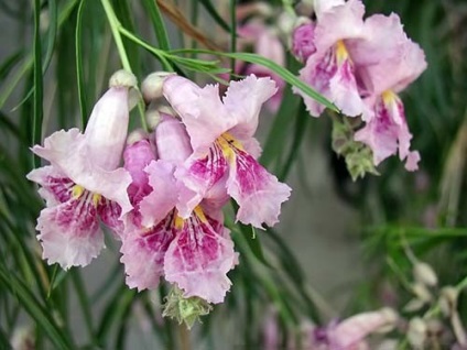 Chilopsis linearis (хилопсис) - интернет-магазин - home adenium de la semințe la plante