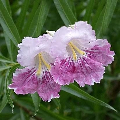 Chilopsis linearis (хилопсис) - интернет-магазин - home adenium de la semințe la plante