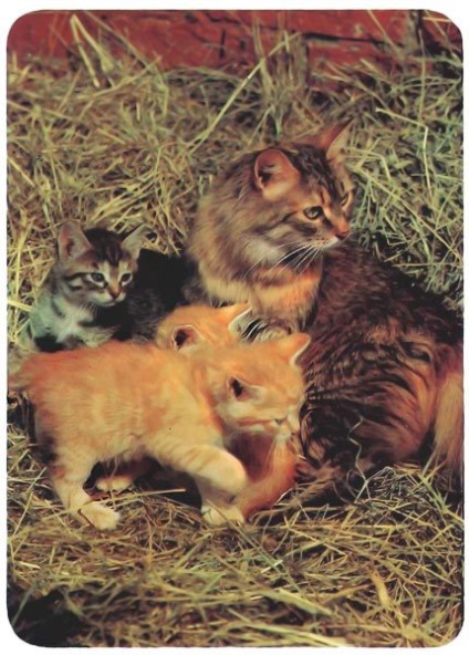 Citiți pisicile - fără să înțelegeți Nikolai Nicolae - pagina 2