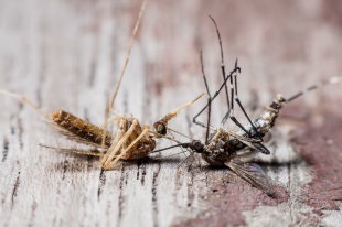 Ami azt jelenti, igazságosság bírók - orosz újság