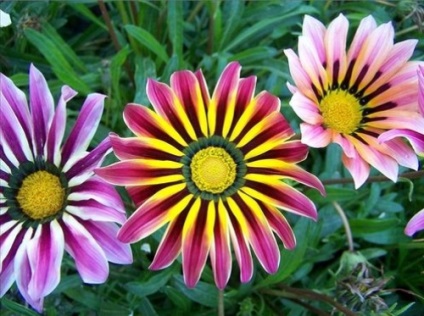 Flori gazania cresc, gradina