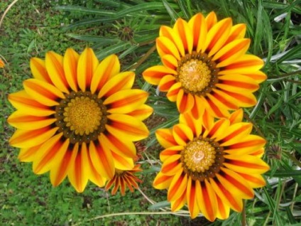 Flori gazania cresc, gradina