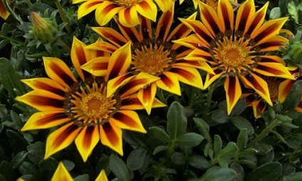 Flori gazania cresc, gradina