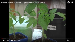 Sfaturi de vară cu Galina Staroseltseva - pagina 5 din 22 - sfaturi utile pentru cultivarea legumelor,