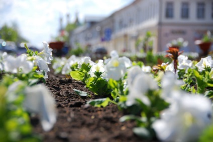 Rezidenți de vară fură și flori din paturi de flori urbane și răsaduri de vecini