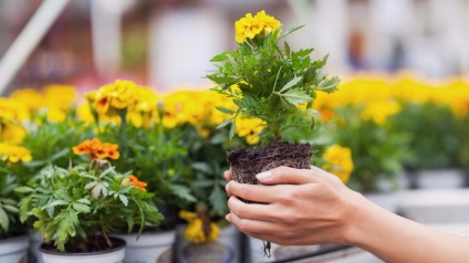 Rezidenți de vară fură și flori din paturi de flori urbane și răsaduri de vecini