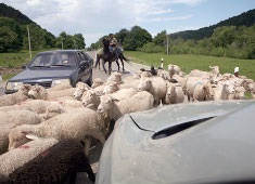 Dă polihachit