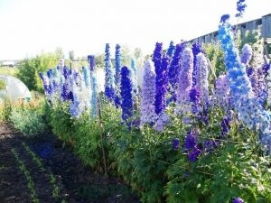 Delphinium - cele mai bune soiuri, plantarea și îngrijirea pe teren deschis