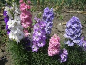 Delphinium - cele mai bune soiuri, plantarea și îngrijirea pe teren deschis