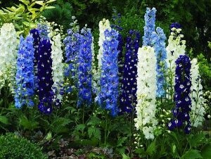 Delphinium - cele mai bune soiuri, plantarea și îngrijirea pe teren deschis