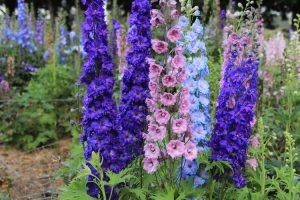 Delphinium - cele mai bune soiuri, plantarea și îngrijirea pe teren deschis