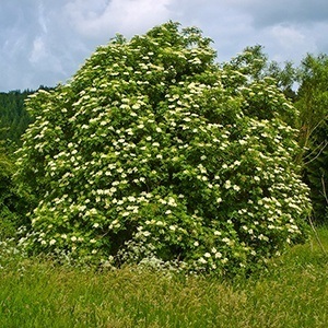 Dendroterapiya - магически и лечебни свойства на дървета - всички материали - • • zonatigra