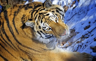Ziua Tigrului din Rusia