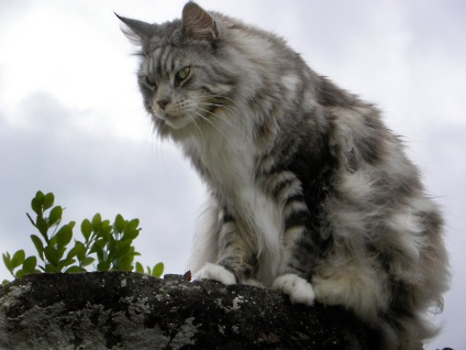 Maine Coon nu etichetează teritoriul lor?