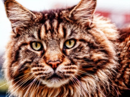 Maine Coon nu etichetează teritoriul lor?