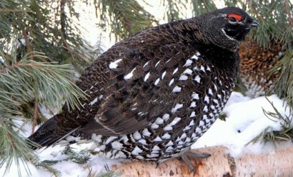 Dikusha, dikusha (falcipennis falcipennis), gama caracteristică a habitatului biotopului dikusha