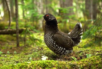 Dikusha, dikusha (falcipennis falcipennis), gama caracteristică a habitatului biotopului dikusha