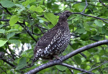 Dikusha, dikusha (falcipennis falcipennis), gama caracteristică a habitatului biotopului dikusha