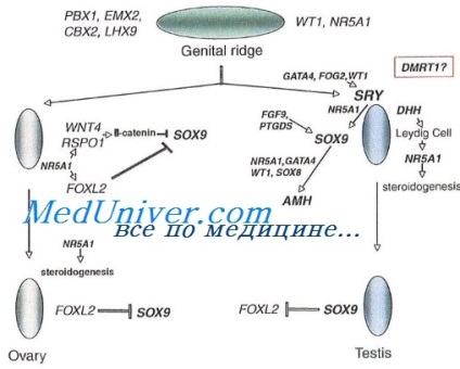 Gonzație dysgenesis, tip xy (sindromul de pulover) - cauze, diagnostic