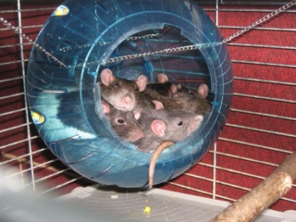 Otthon dekoratív patkány - otthonosságot