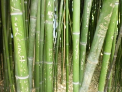 Dracaena-îngrijirea bambusului, cultivarea, udarea, plantarea acasă