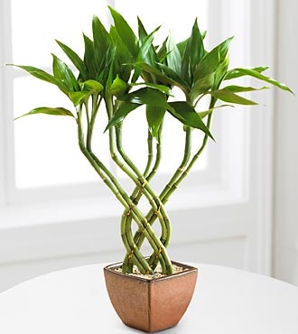 Dracaena-îngrijirea bambusului, cultivarea, udarea, plantarea acasă