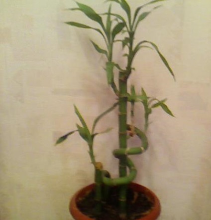 Dracaena-îngrijirea bambusului, cultivarea, udarea, plantarea acasă