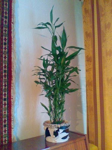 Dracaena bambusz-ellátás, termesztés, öntözés, ültetés otthon