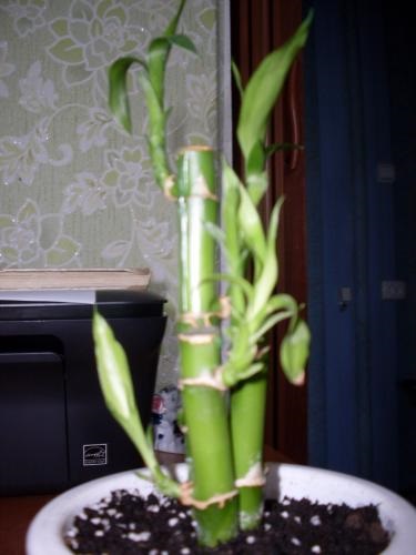 Dracaena-îngrijirea bambusului, cultivarea, udarea, plantarea acasă