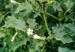 Datura obișnuită - caracteristici, compoziție, proprietăți medicinale, preparare, aplicare