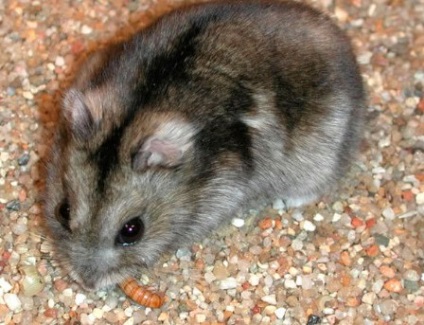 Hamster dzungarian
