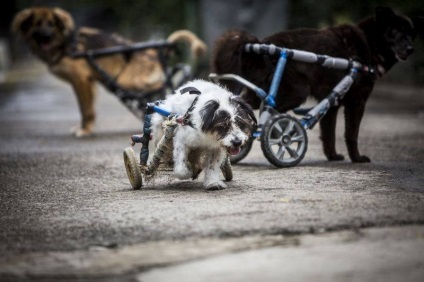 Această clinică oferă câini cu scaune cu rotile!
