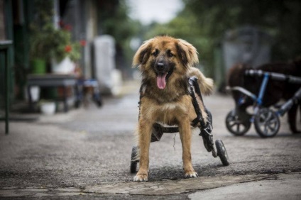 Această clinică oferă câini cu scaune cu rotile!