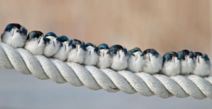 Aceste păsări sunt presate împreună pentru a păstra căldura