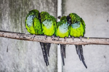 Aceste păsări sunt presate împreună pentru a păstra căldura