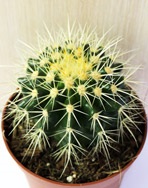 Cactus echovian - echinocactus