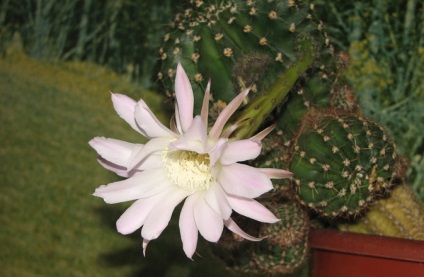 Cactus echovian - echinocactus