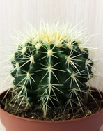Cactus echovian - echinocactus