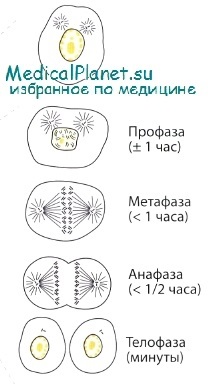 Fazele caracteristicii ciclului celular, durata