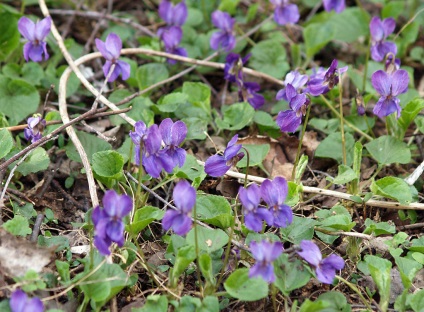 Violet (Viola)