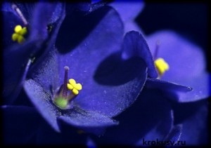 Violete grija pentru flori delicate